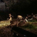 khao-sok-jungle-huts-night-safari